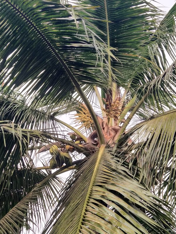Early morning coconut palm observations in Badem backyard garden