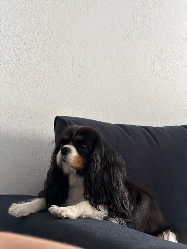 Woman works on laptop at home with dog, Puebla