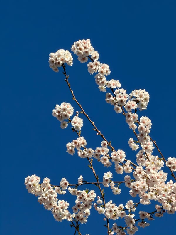 Red tulip blooms in Luxembourg garden