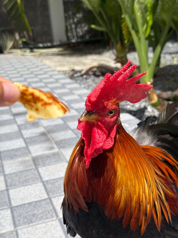 Hand-feeding a bold bantam rooster in Bo Phut