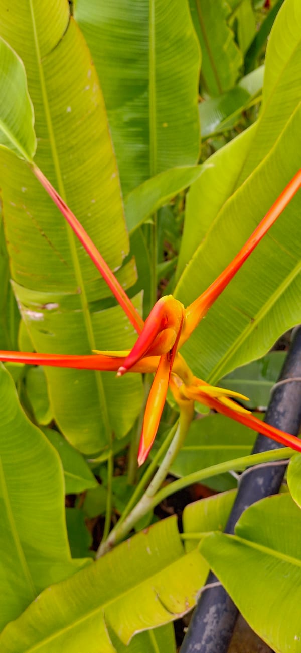 Tropical estate in Vallecito: peacocks, lush gardens, and a statue in progress