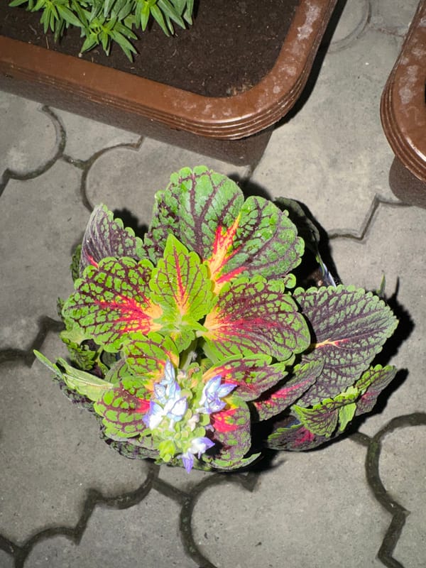 Evening garden walkthrough: potted plants, grapevines, and a driveway