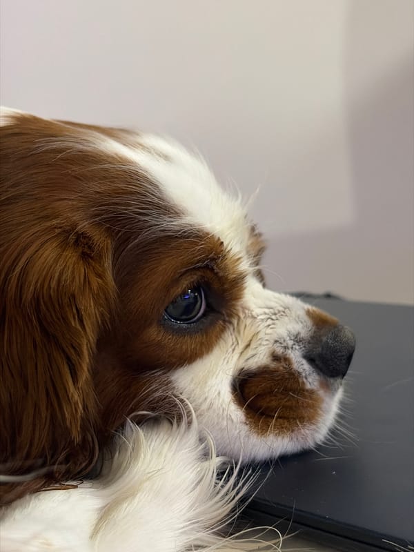 Lazy afternoon at home in Dobrich with a Cavalier Spaniel