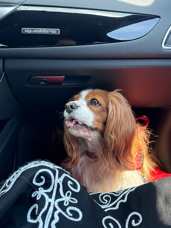 Dog spotted in passenger seat of car in Sofia