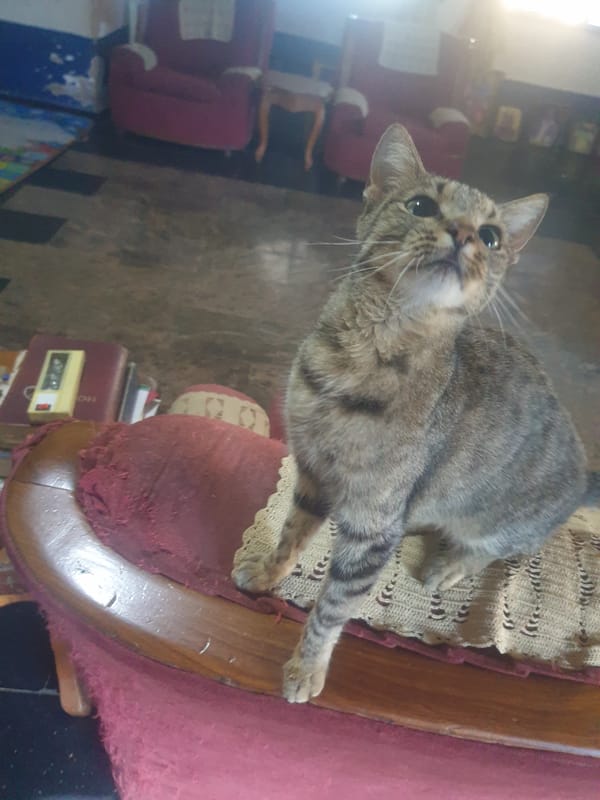 Tabby cat jumps onto red chair, settles and receives pets