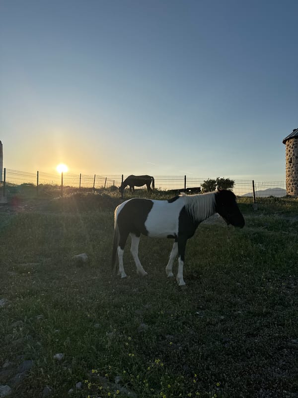 Horses observed at sunset in rural Bodrum field