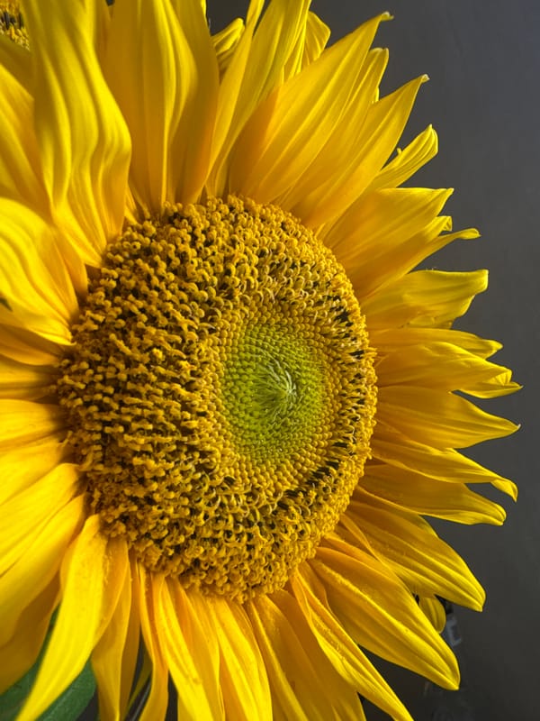 Sunflowers, cats, and fungi: a slow afternoon in Kyiv
