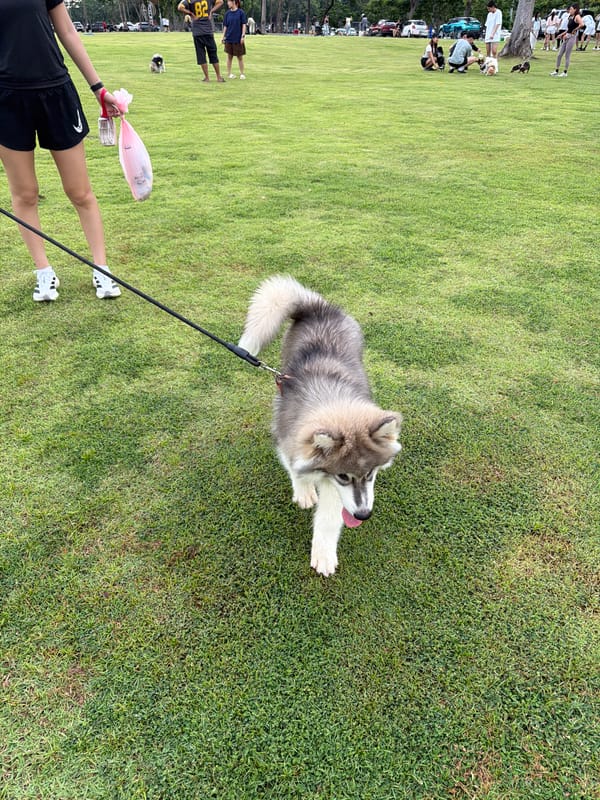 Dog-friendly park meetup in Don Kaeo on a cloudy morning