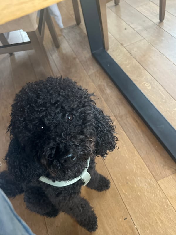 Owner shares moment with black poodle in Sofia home