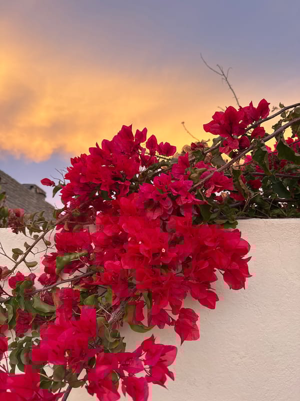 Red bougainvillea blooms captured during sunset in Blouberg