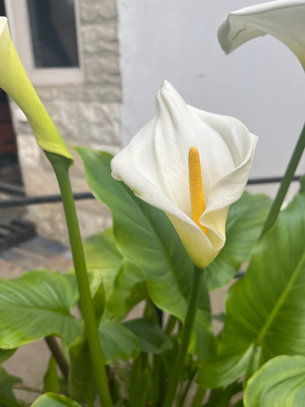 Calla lily blooms captured in Vesyoloye, Russia