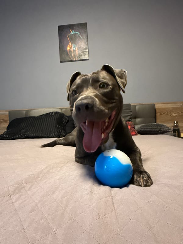 Pit bull and friends playing with tennis balls in Varna