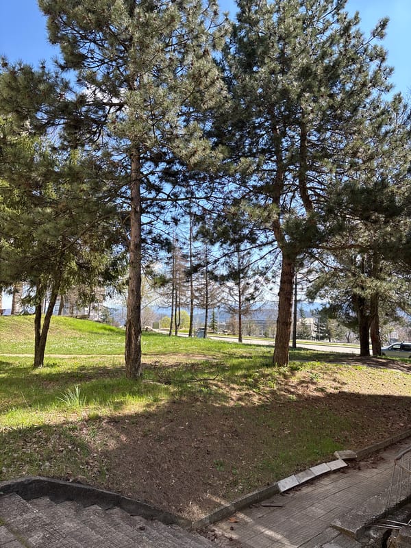 Pine trees documented along street in Ledenik, Bulgaria