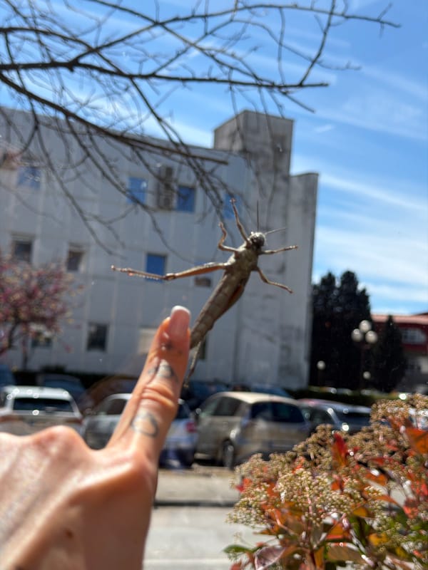 Praying mantis spotted on window in Podgorica