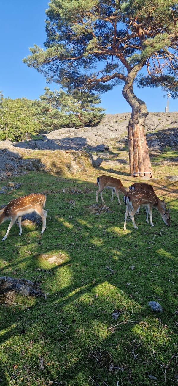 A busy summer afternoon across Slottskogen's paths and animal enclosures