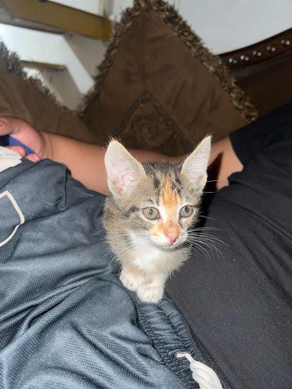 Late-night kitten photos documented in Arica, Chile