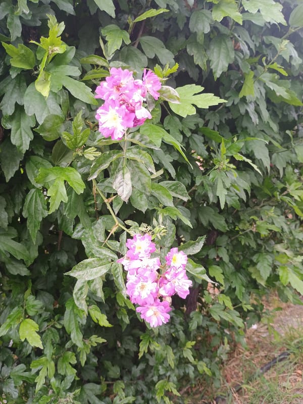 Botanical survey documents diverse plants and flowers across location