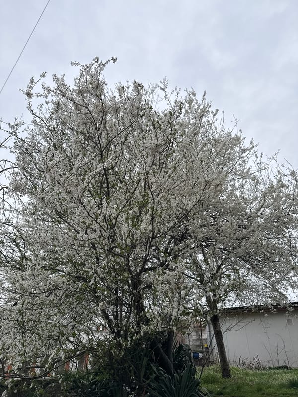 Spring blossoms bloom on tree in Haskovo, Bulgaria