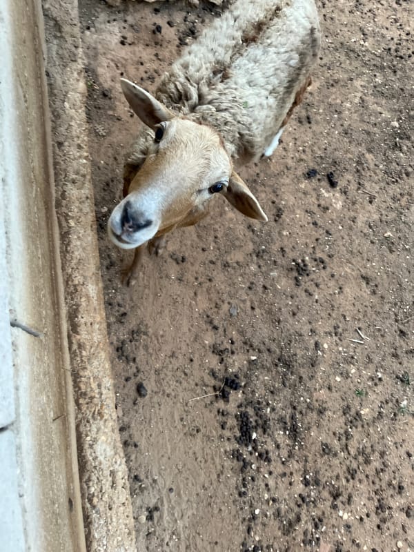 Sheep hand-fed vegetables in Tinaquillo enclosure