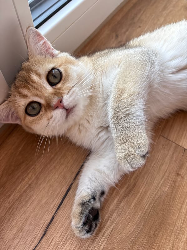 Cat fully relaxed on wooden floor, Bönnigheim