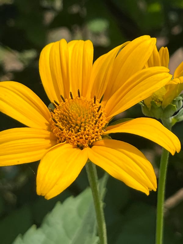 Macro shots of wildflowers and blackberry plants in Dnipro