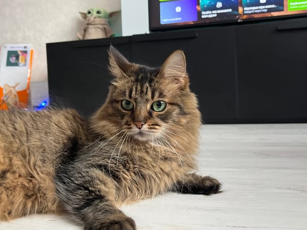 Green-eyed tabby cat chilling on a wooden floor in Babruysk