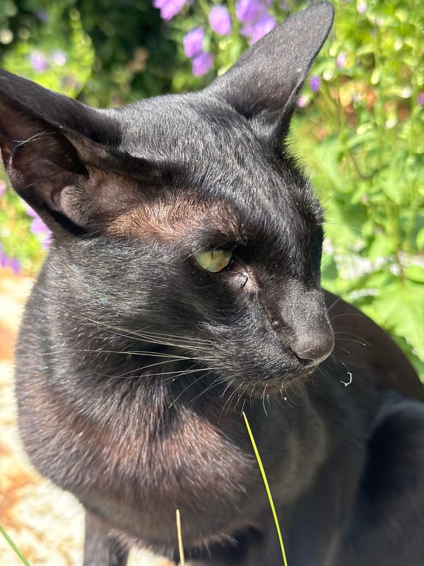 Black cat and backyard creatures on a Novosibirsk morning