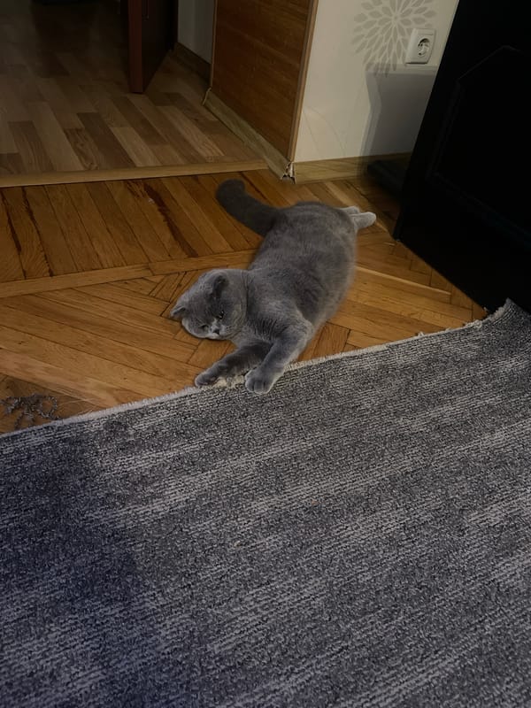 Grey cat fully relaxed on a wooden floor in Odesa