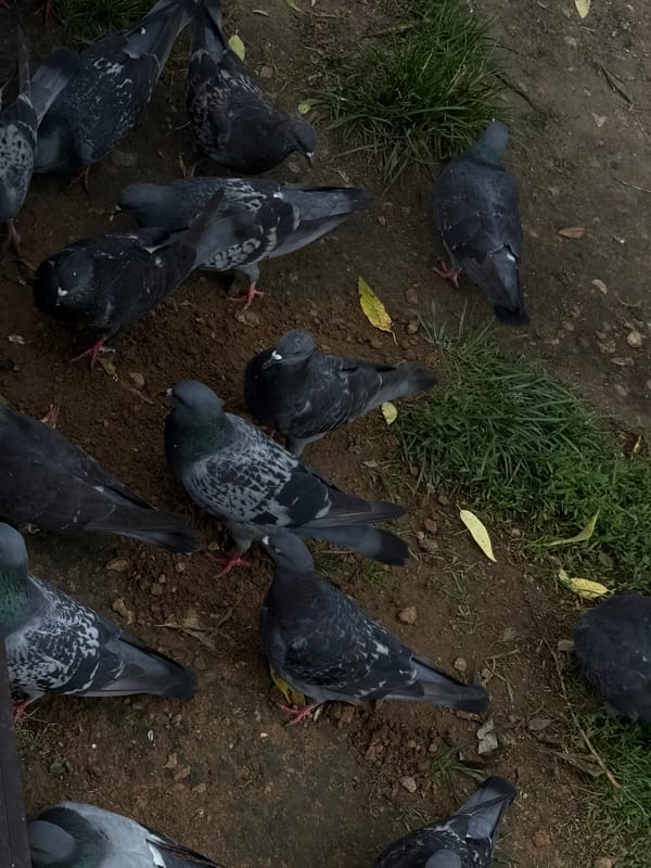 Afternoon in a Moscow park: birds, dogs, cyclists, and fountains