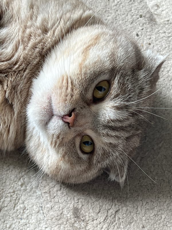 Slow morning at home in Chaikovsky: skincare, cat, and selfies
