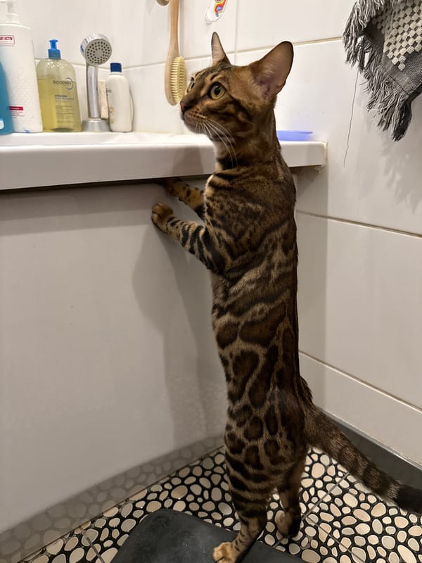 Bengal cat reaches for bathtub amid soap bubbles in Tallinn