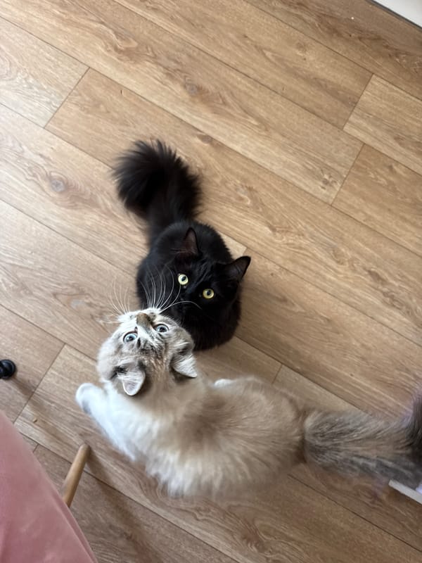 Morning cat sightings captured in Rostov-on-Don home