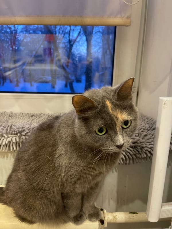 Woman documents winter day with cats in Syasstroy, Russia