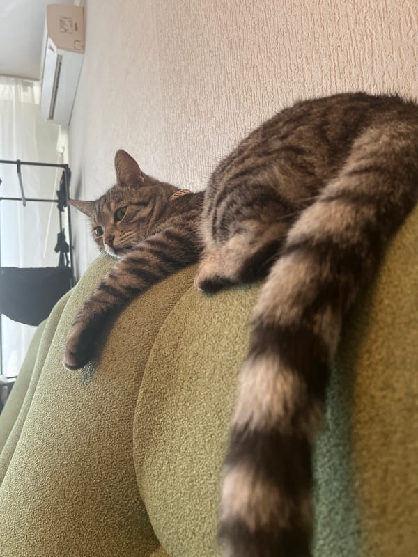 Two cats at home, Krasnodar apartment morning