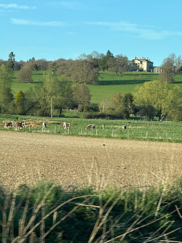 Pastoral scene documented in Dacorum countryside with grazing cattle