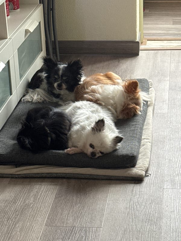 Pets gathered in Portuguese home during evening hours
