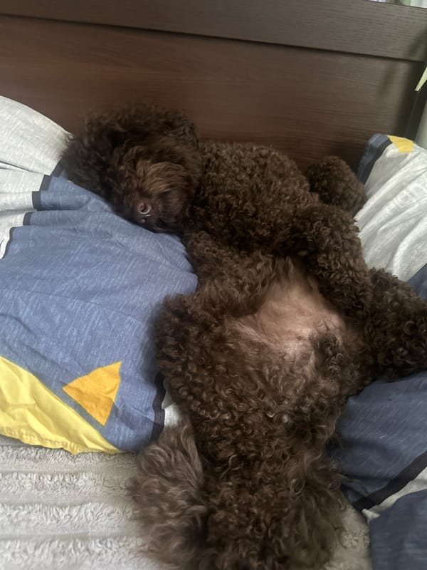 Pets and baby napping together in Sayanogorsk bedroom