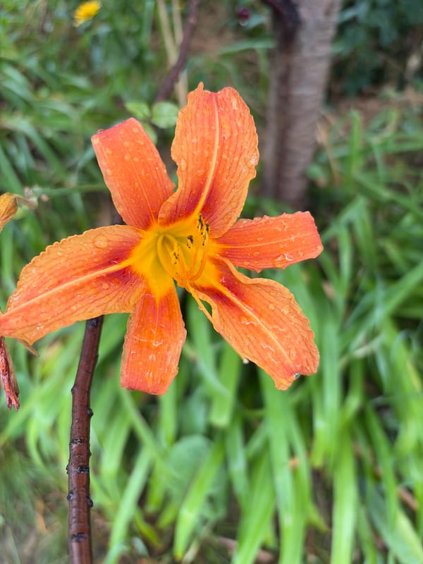 Post-rain stroll through Chernihiv streets and gardens