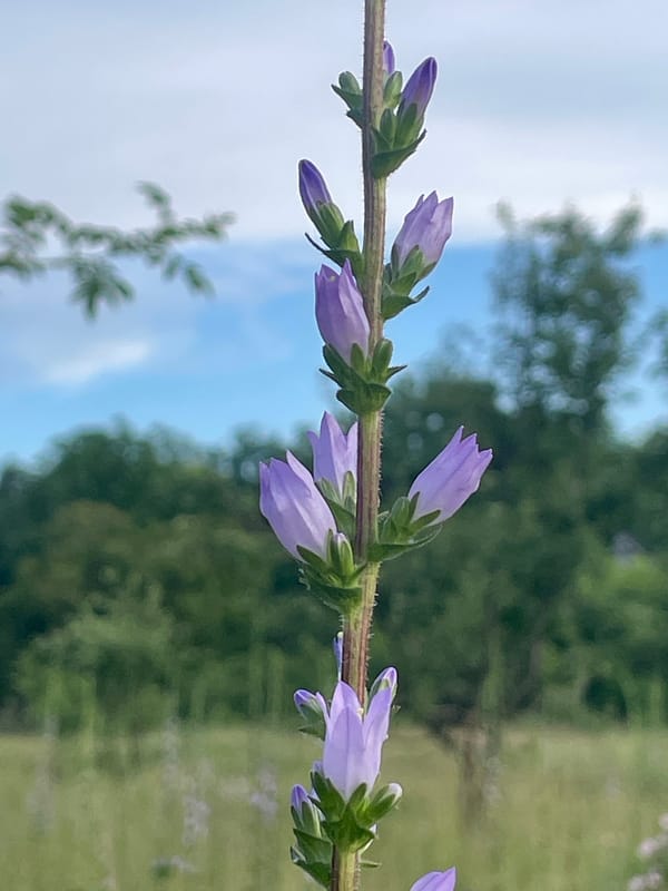 Botanical survey captures diverse wildflowers and plants in bloom