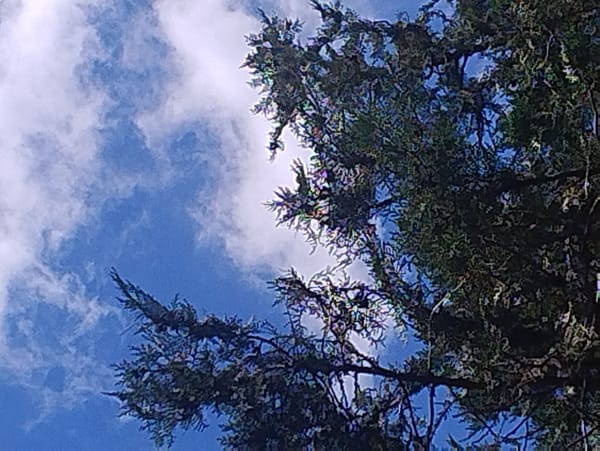 Looking up through evergreen canopies on a June morning