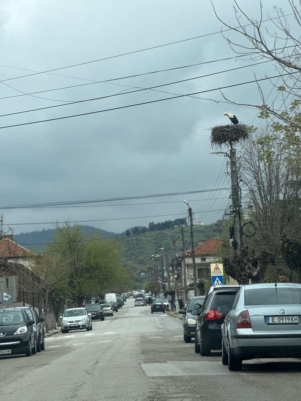 Stork spotted on nest during traffic jam in Parvomai