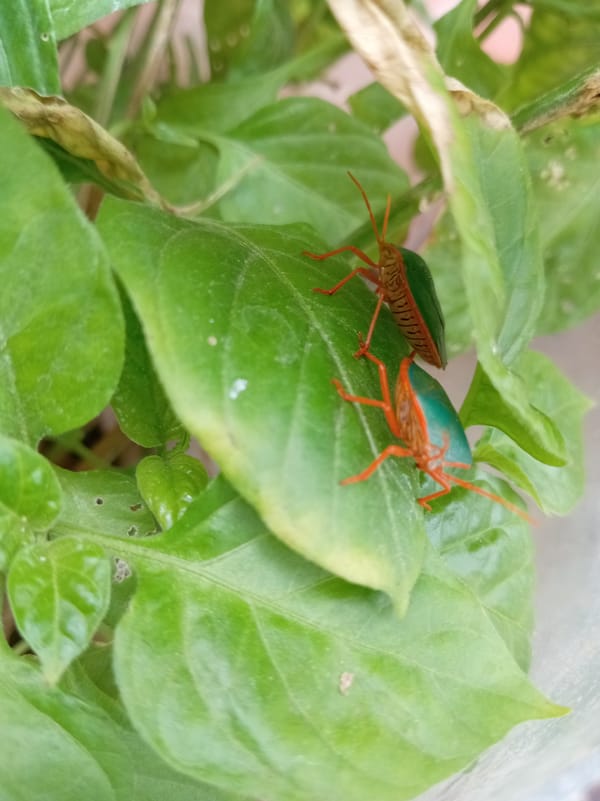 Botanical documentation session captures Las Tejerías flora and landscape