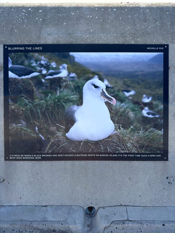 Wildlife photography display spotted on Cape Town wall
