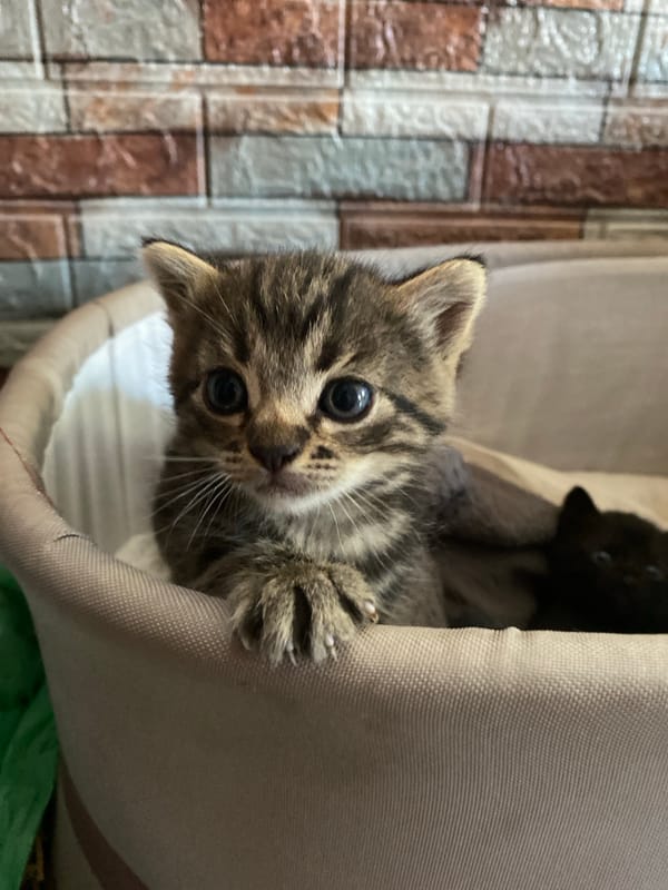 Midsummer backyard life in Romny: kittens, grilling, and a garden in bloom