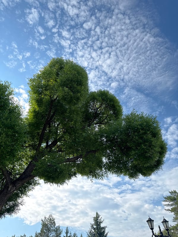 Park views in Ufa featuring large tree and sunny skies