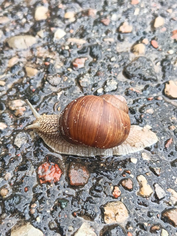 Snail crossing wet cobblestones in rural Belarus