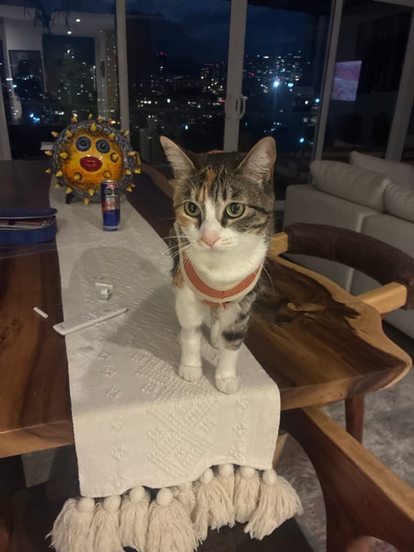 Cat sits on chair in Mexican home