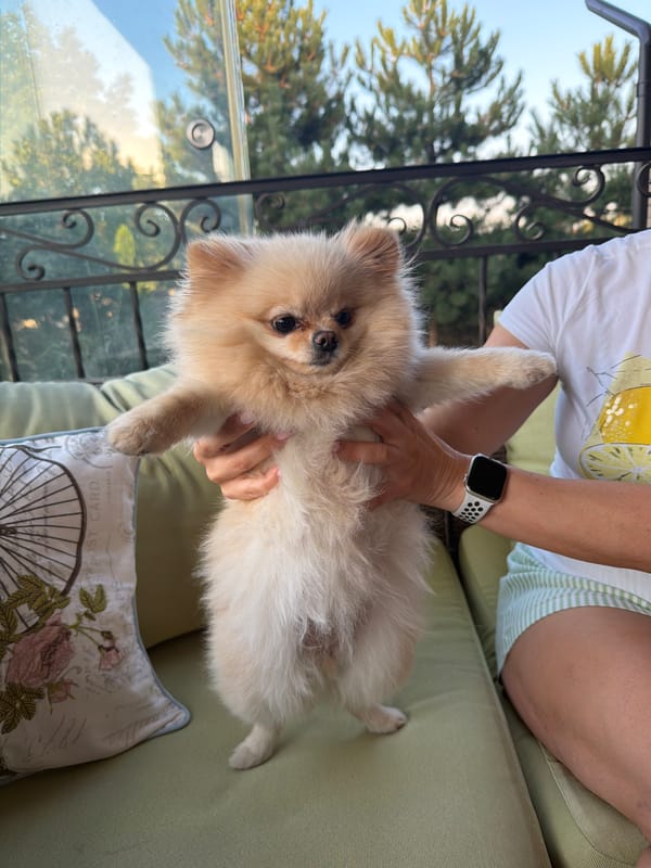 Pomeranian poses for close-up portraits outdoors