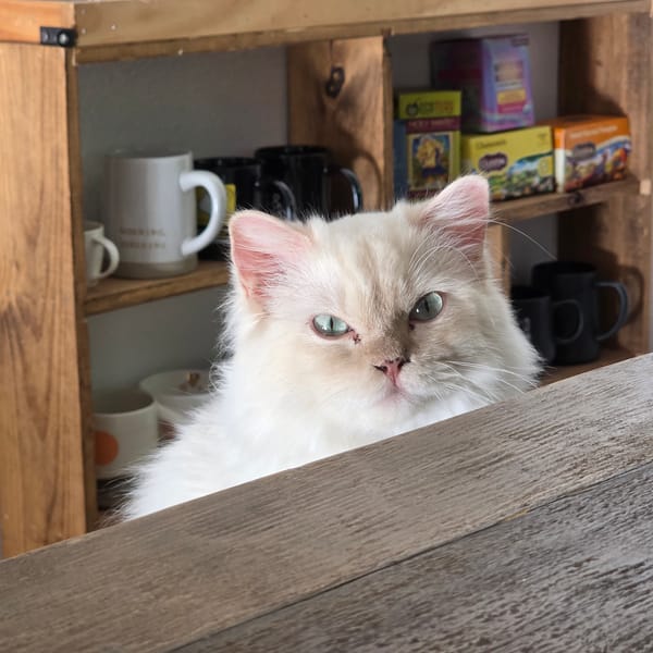 Inside a plant-filled Portland home with a curious cat