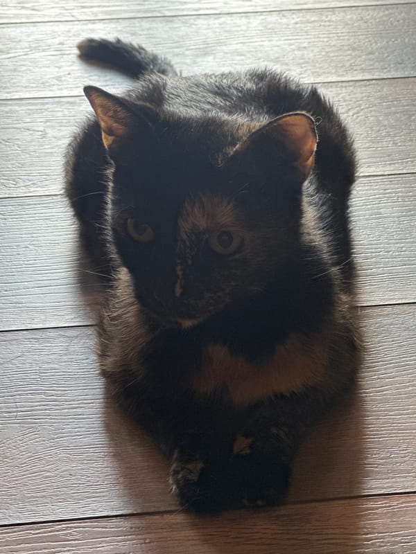 Cats at home in Virki, Russia — close-ups and full-body shots